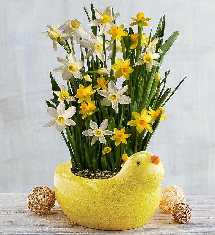 Daffodil Gift in Spring Planter 